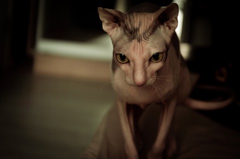 sphinx