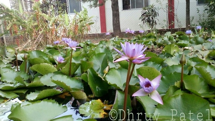 The lotus