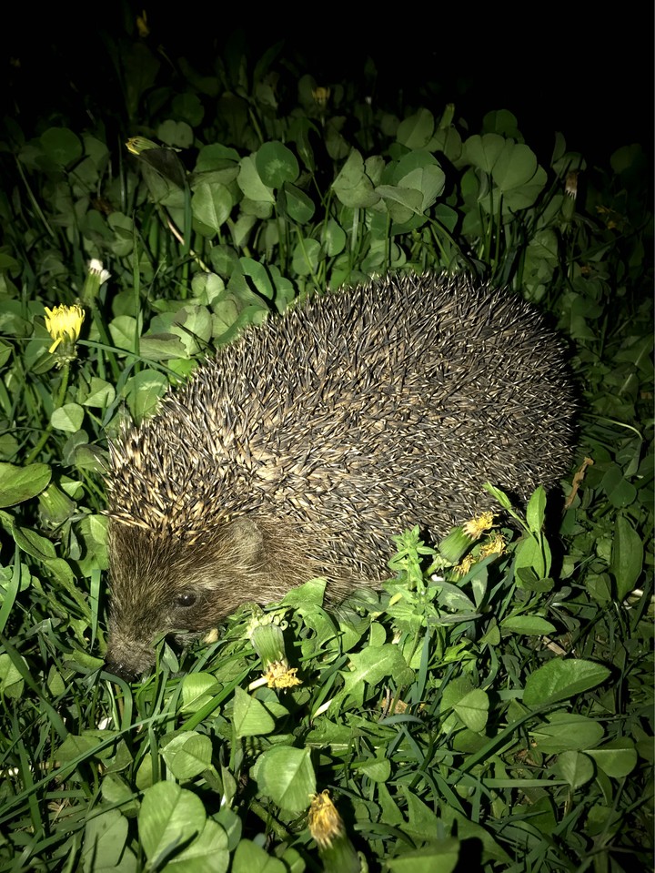 #hedgehog#