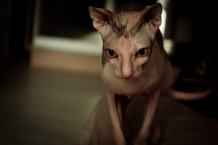 sphinx
