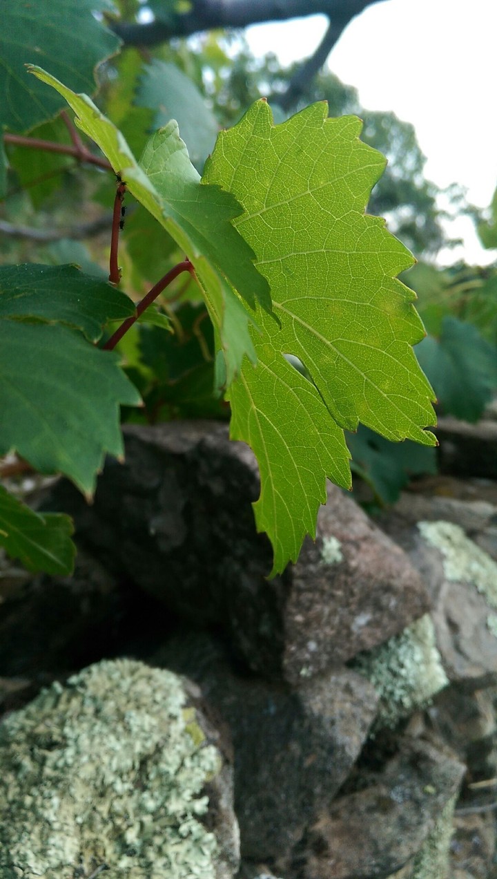 grape leaf