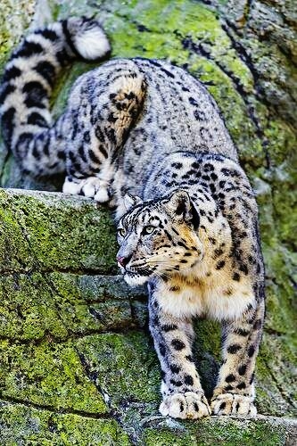 snow leopard