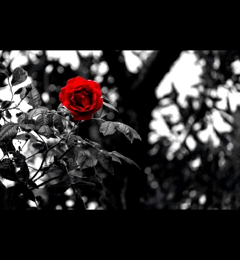 fleurs