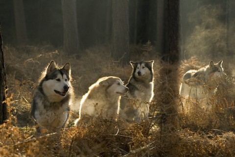 carnivores, canis वॉलपेपर