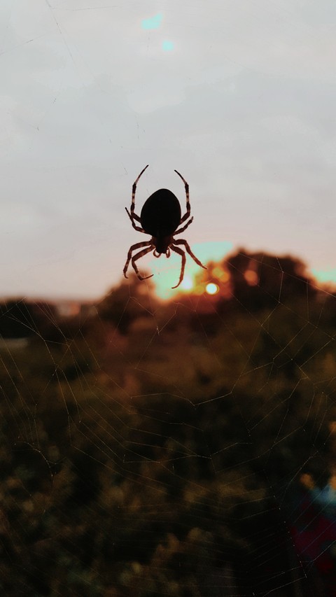 arthropod, landscapes háttérképek