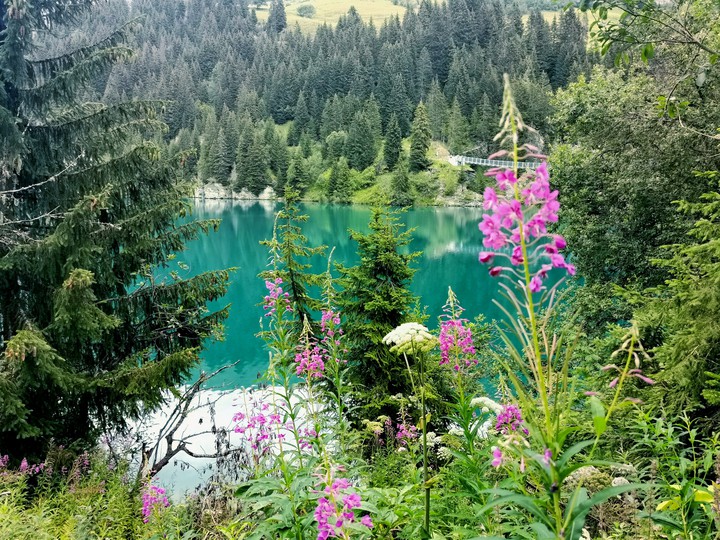 Au bord d'un chemin en montagne