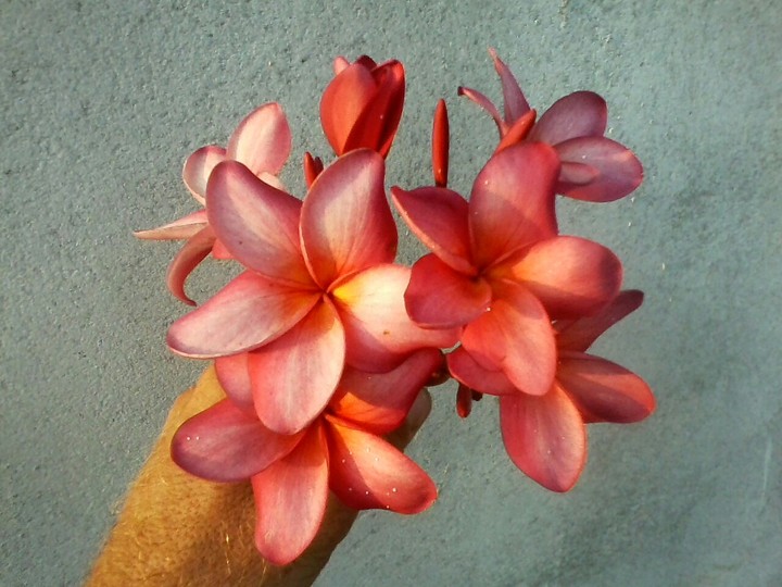 flor mais linda do mundo