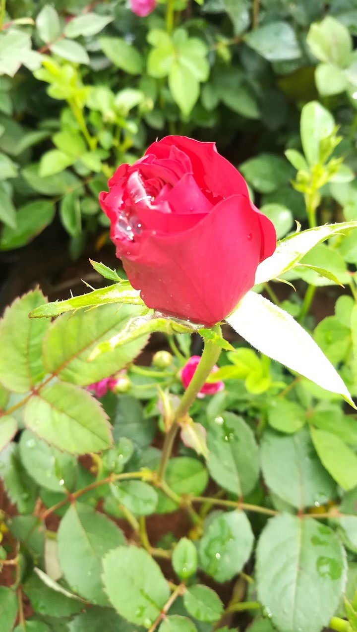 rose