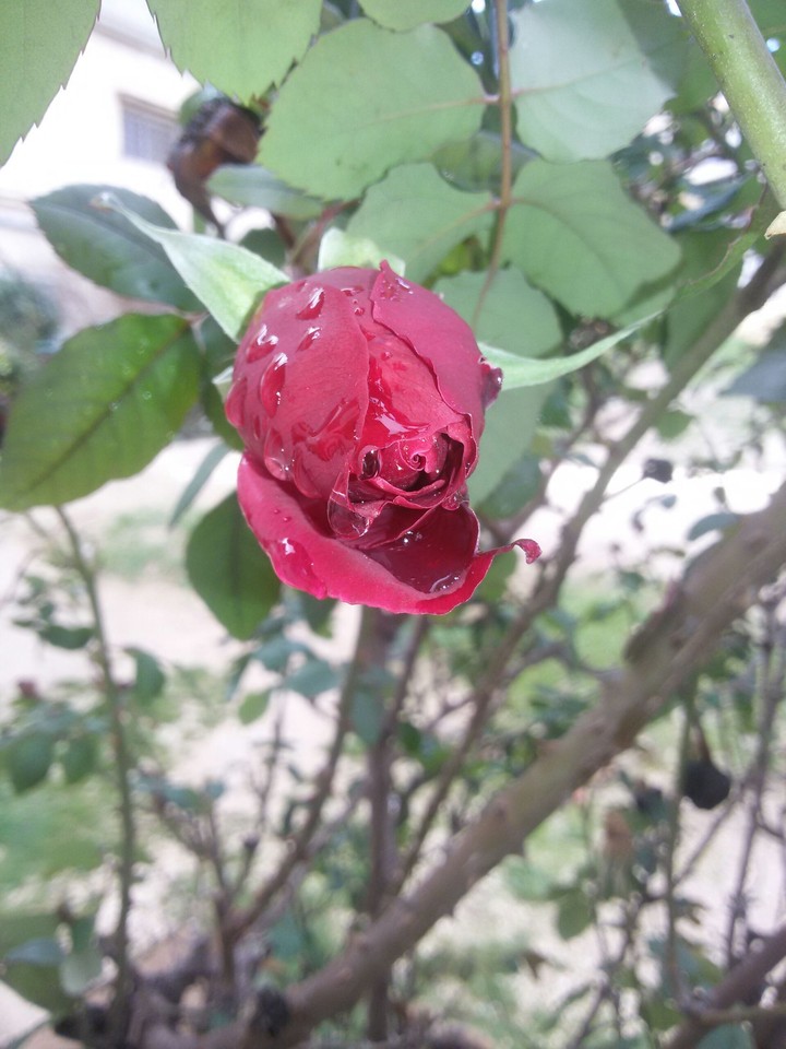 red flower