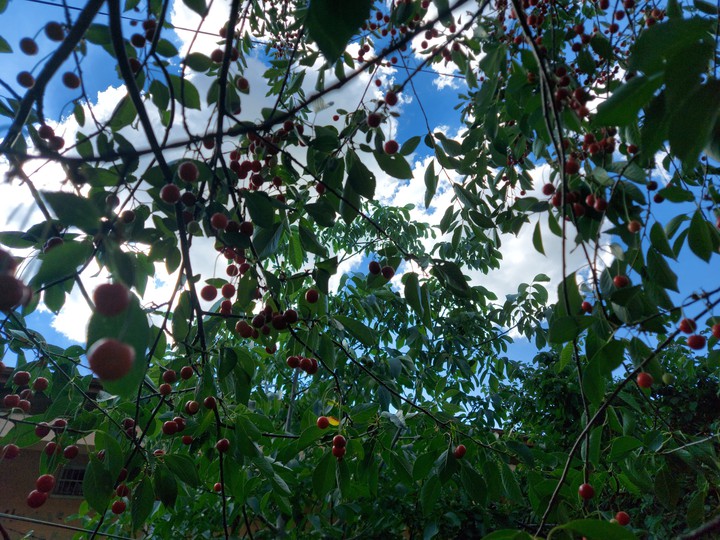 fruit