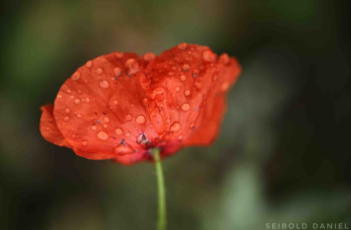 Wassertropfen