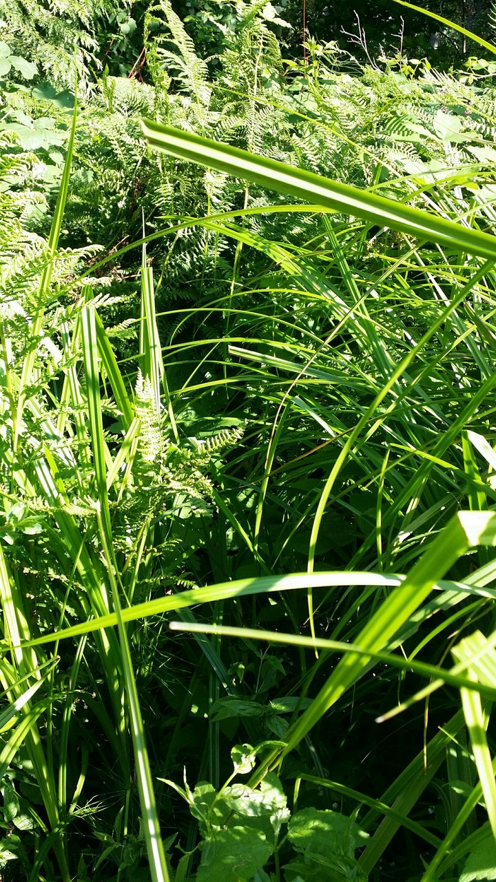 grass and ferns