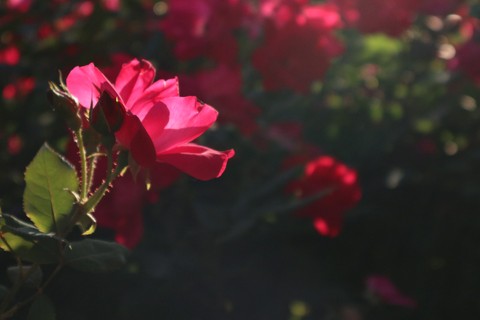 Pink Flower