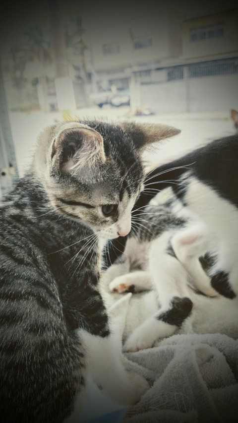 gato