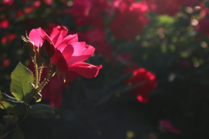 Pink Flower