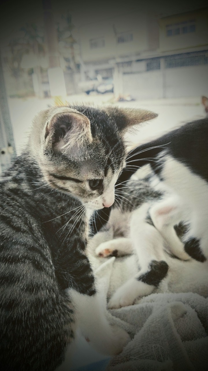 gato