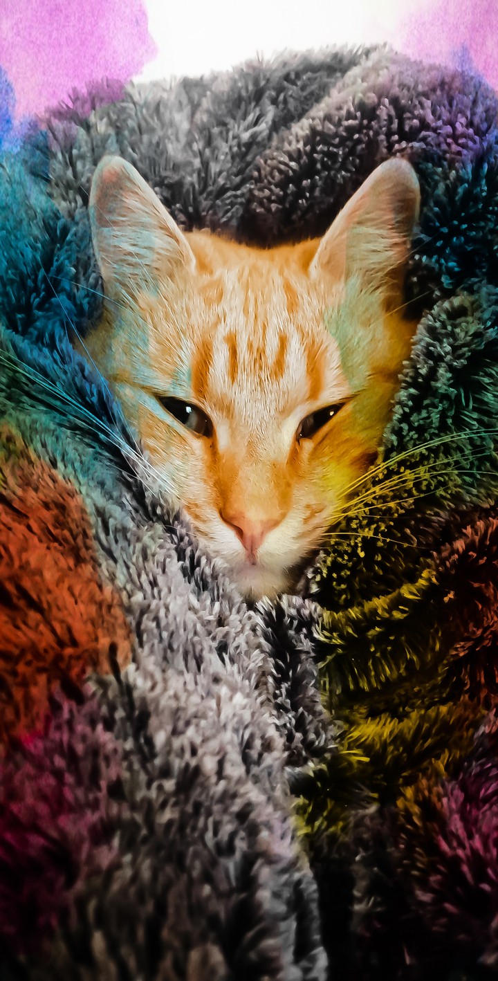 cat colour