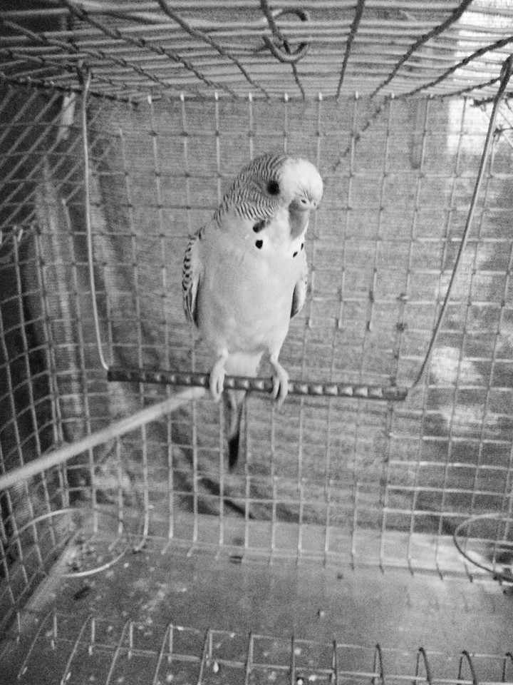 Love Bird