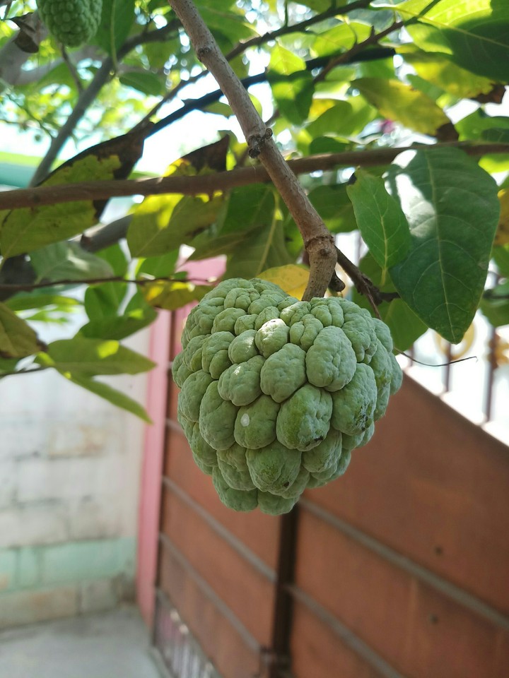 Sweety fruit