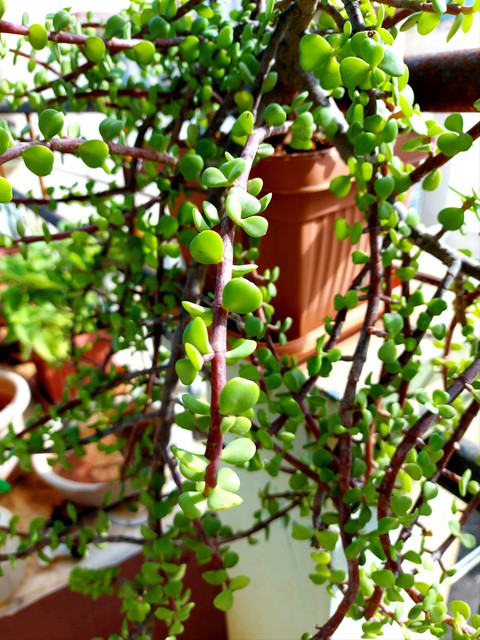 Feng shui - money plant