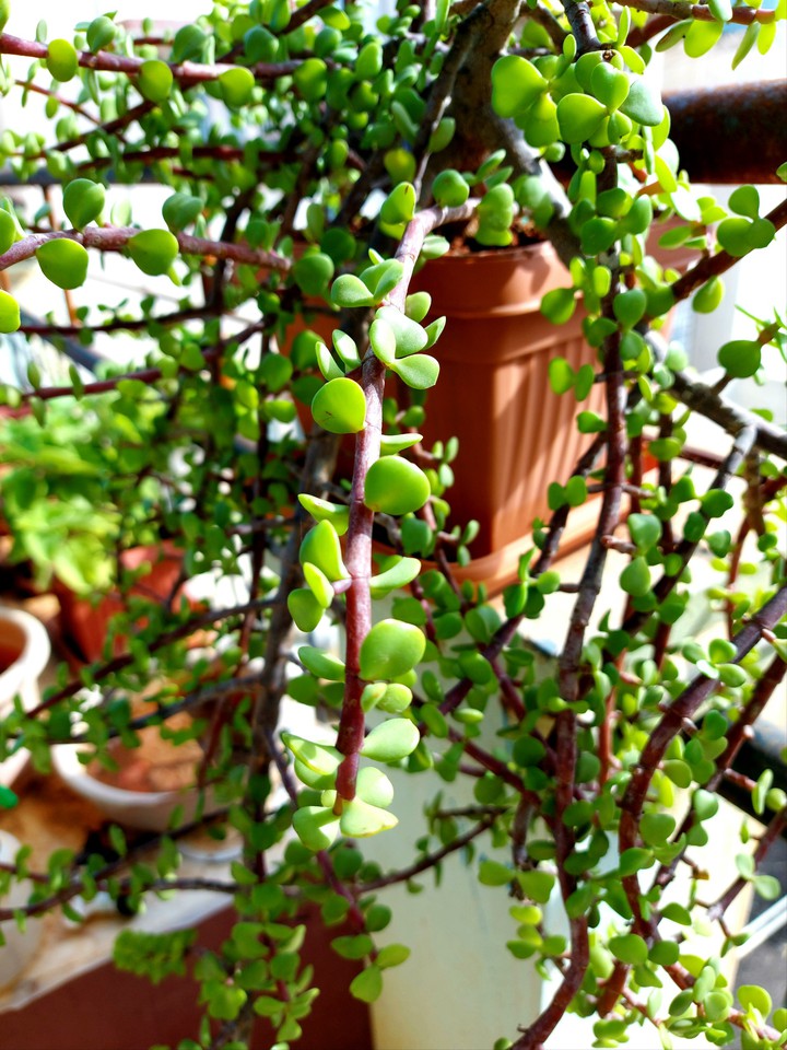 Feng shui - money plant