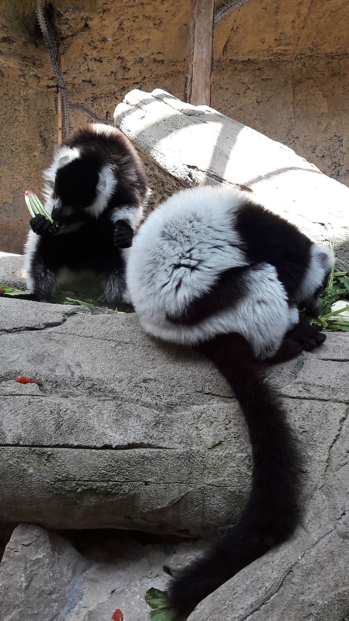 lemur
