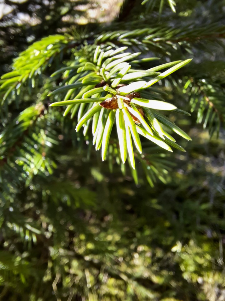 °tree°