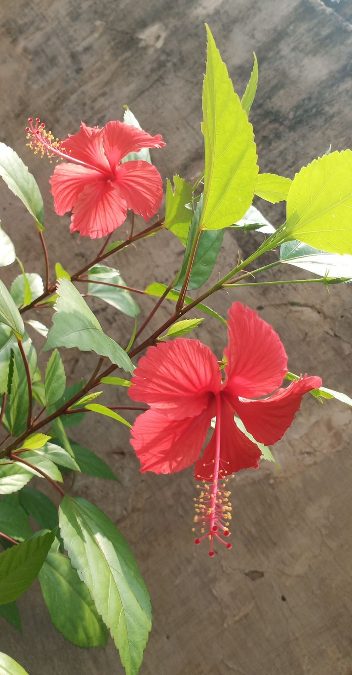 hibiscus