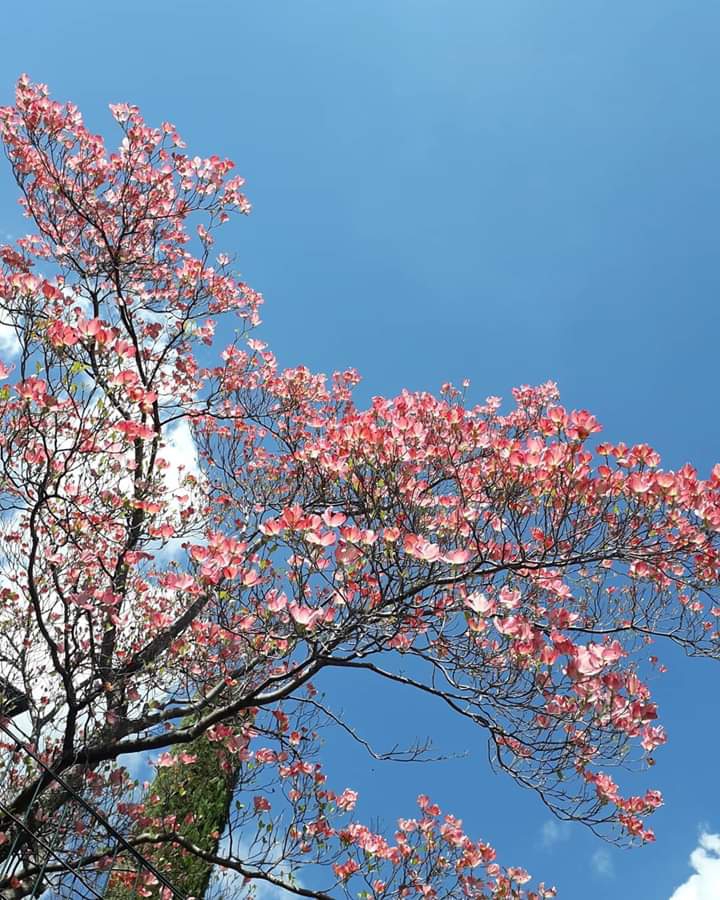 Pink!