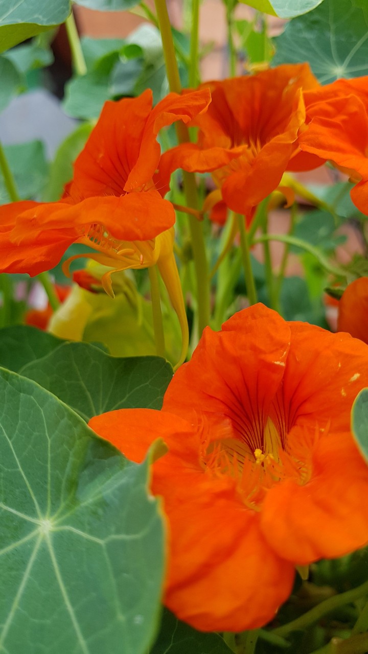 orange
