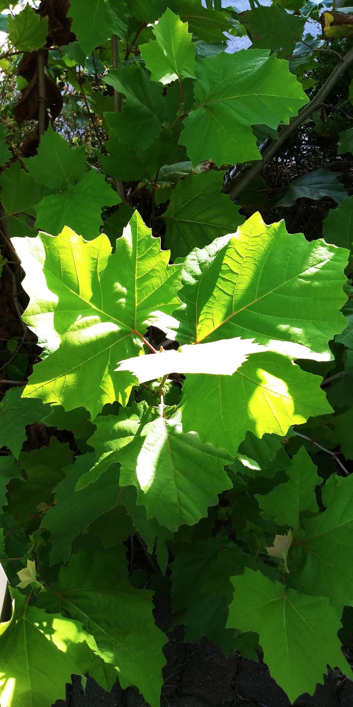 Platanus