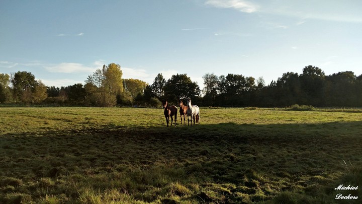 Beautiful horses on a grassland