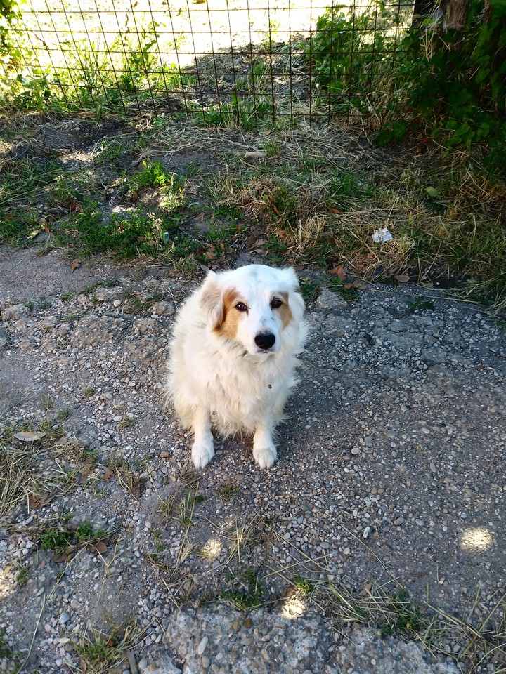 il mio nuovo cane