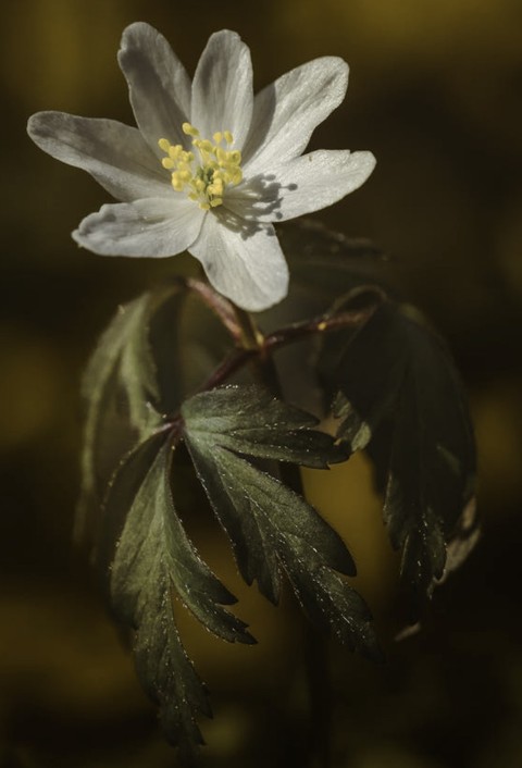 обои flower, pedicel