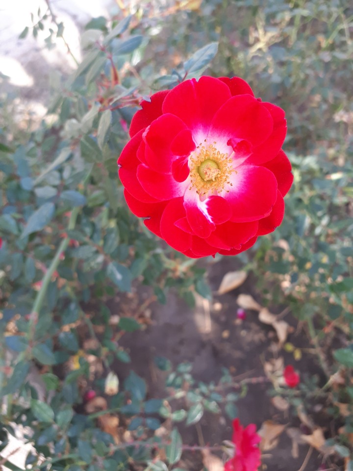 flower