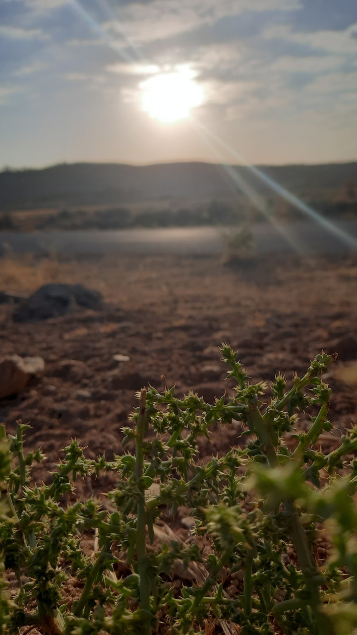 desert