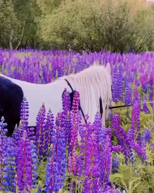 horse