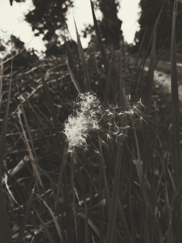 black & white