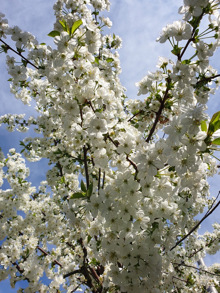 Kirschblüten