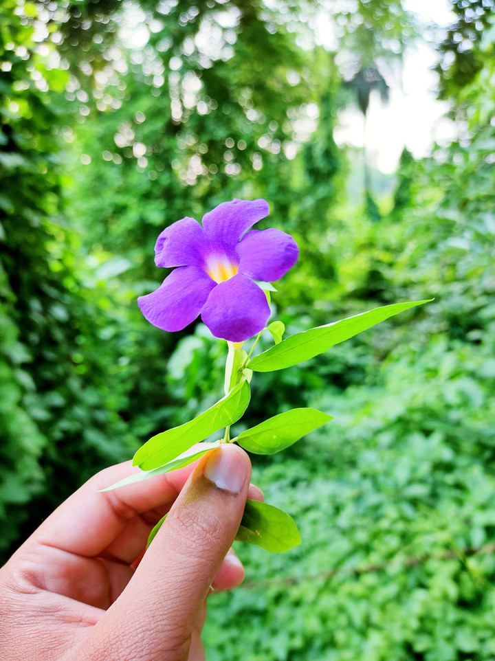 flower