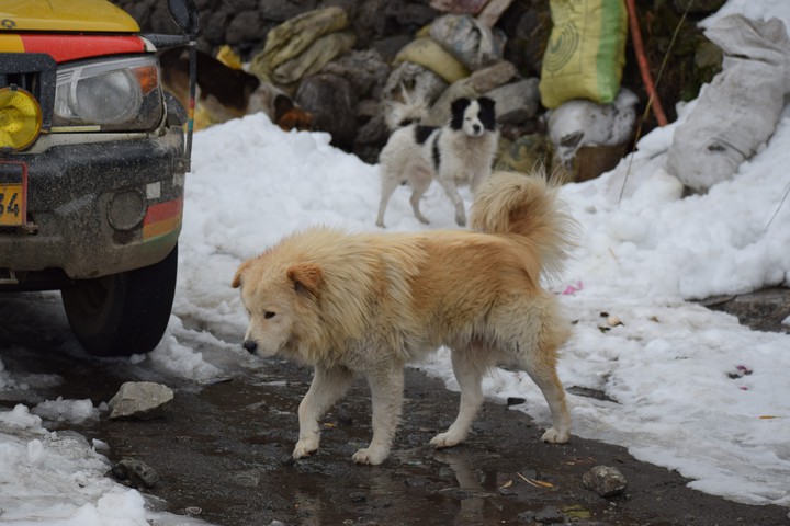Dog