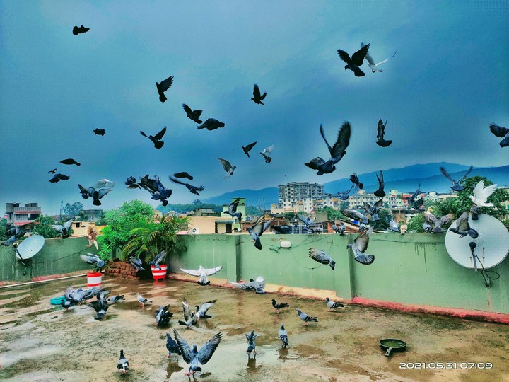 Pigeons
