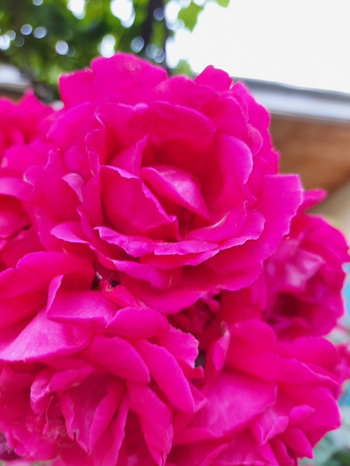 Pink Rose