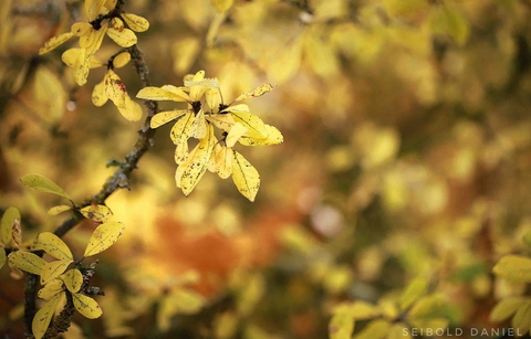 herbstlich