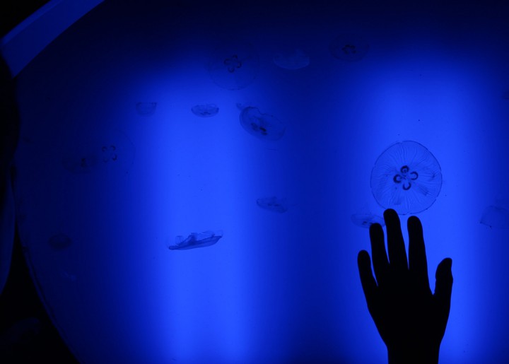 Touching the jellyfish