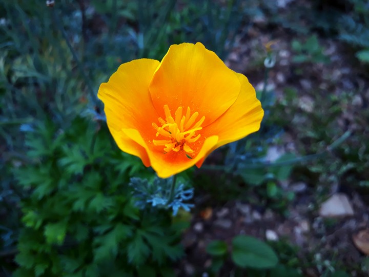 Macro flower