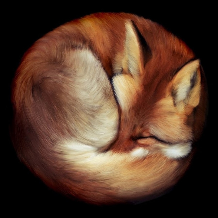 a fox