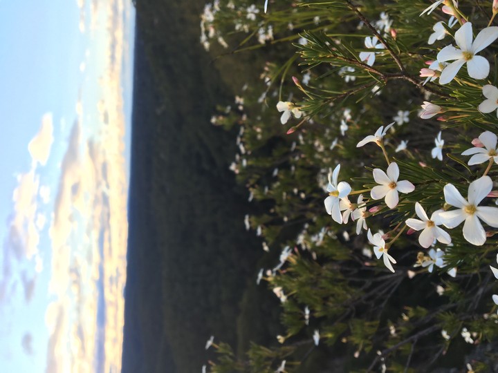 Wildflower