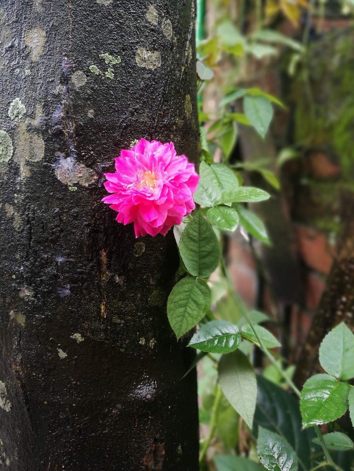 Rose