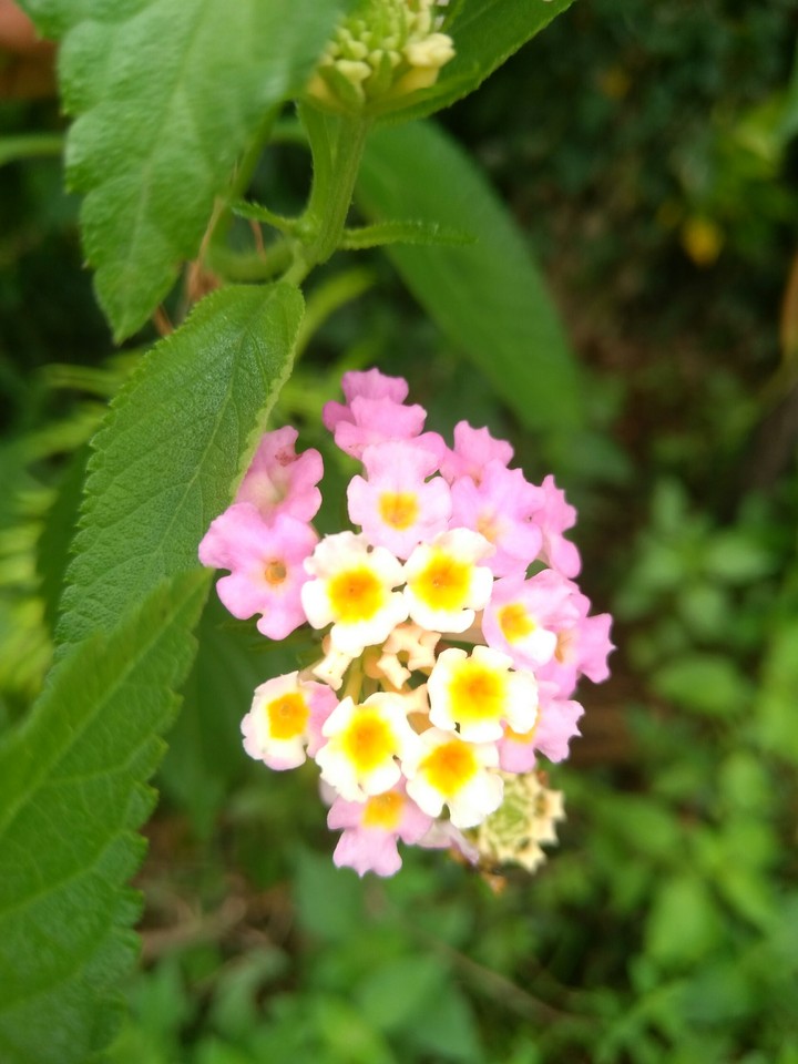 FL